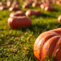 Torna il Country Pumpkin Festival tra zucche, cavalli, giochi e laboratori